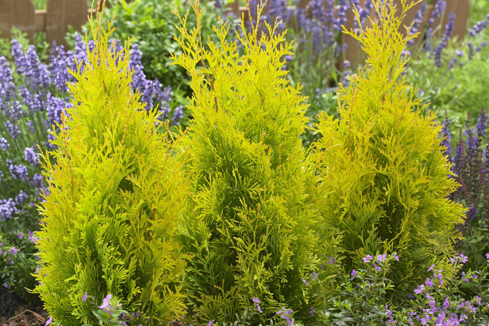 Thuja occidentalis 'Sunny Smaragd'